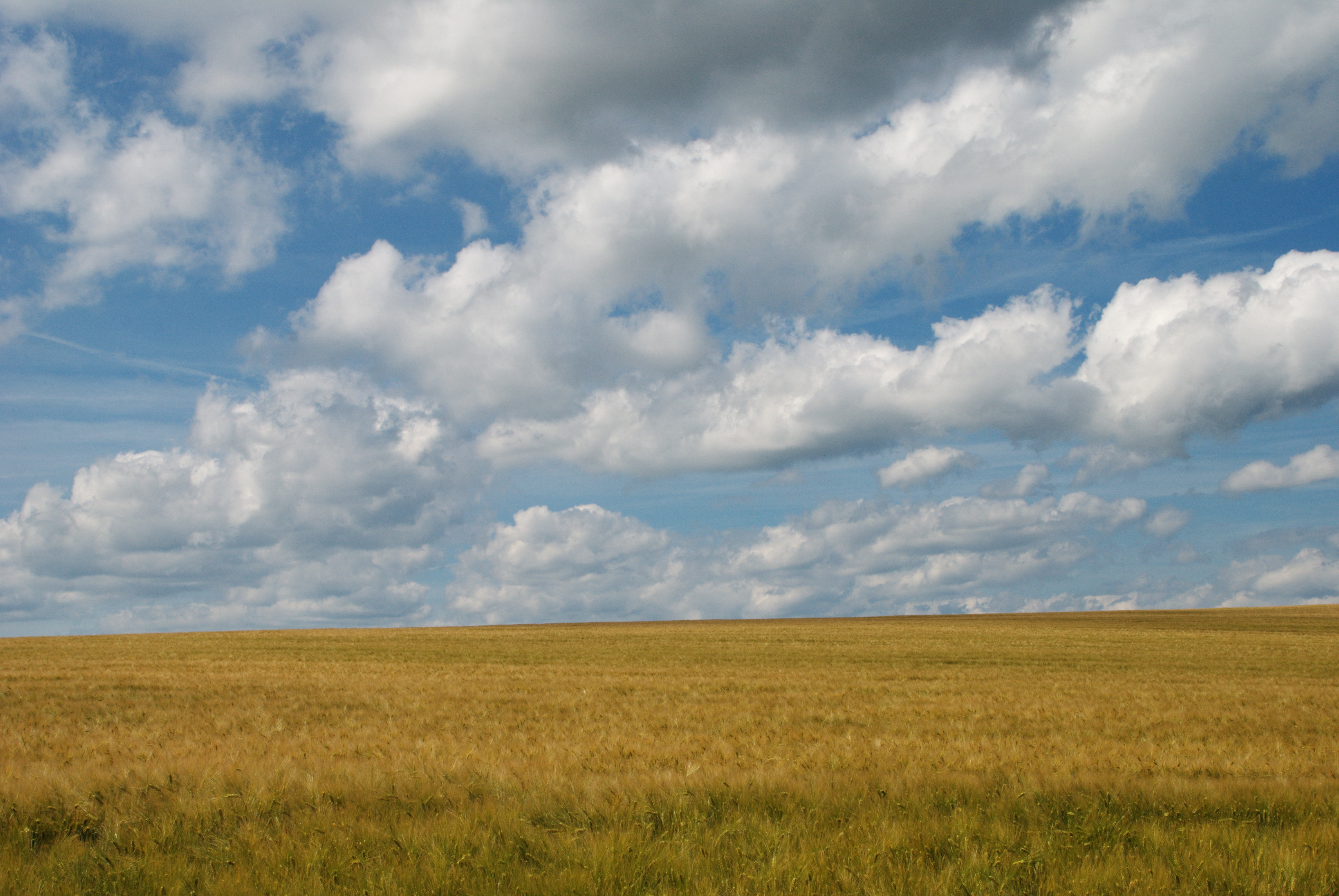 Wolkenhimmel über Getreidefeld