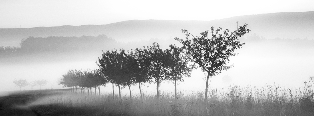 Baumreihe im Morgendunst Bäume im Morgendunst